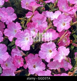 Petunia - `Surfina Pastel Pink'   ANN073459 Stock Photo
